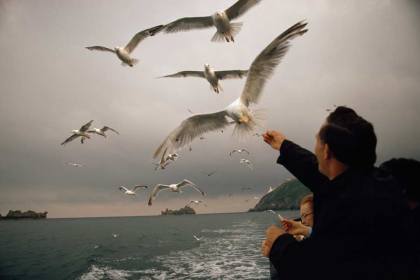 Gulls take food from travelers on a passenger boat off the Channel Islands, Great Britain, May 1971.